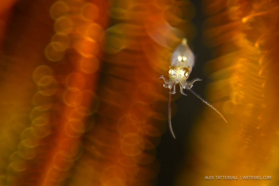 Series of three shots taken with the Meyer Gorlitz Trioplan lens for a bit of bokeh variety. Lens set to F2.8 on the Nikon D750. Pygmy squid (*Idiosepius sp*) hiding in a golden crinoid.