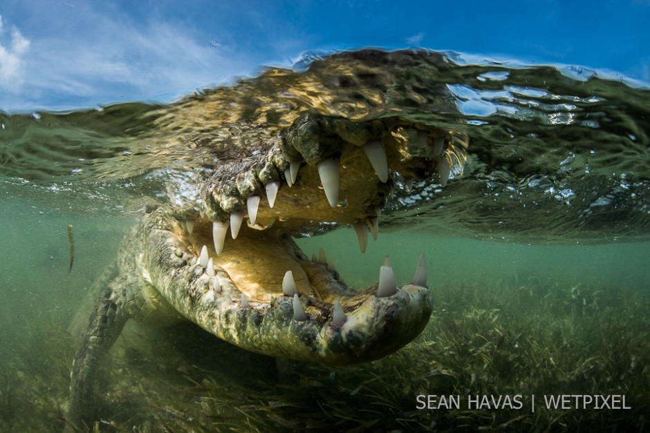 Sean Havas: Mexican Crocodiles.