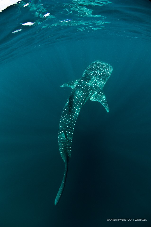 Warren Baverstock: Djibouti whale sharks.