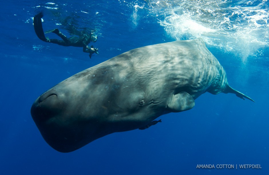 Amanda Cotton: Sperm Whales.