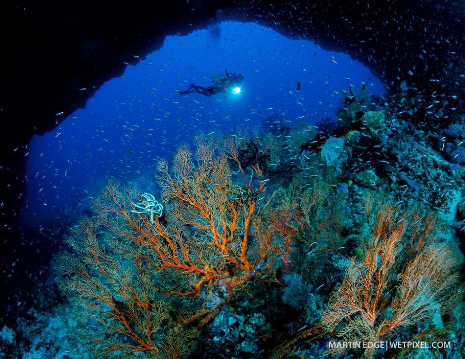 Diver amid corals.