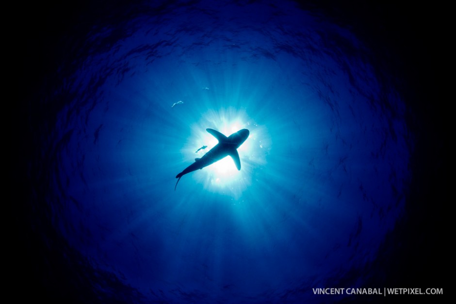 A sillouette shot as an whitetip swims above the dive group.