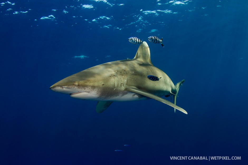 An oceanic whitetip shark cruises the open blue with her pilot fish