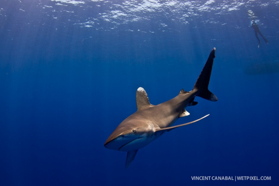 A young oceanic whitetip shark investigates a photographer