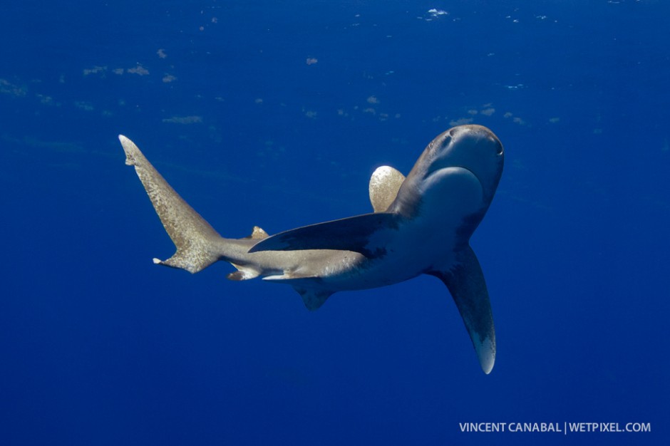 Male oceanic whitetips are few and far between on Cat Island.  This one makes his way to the surface