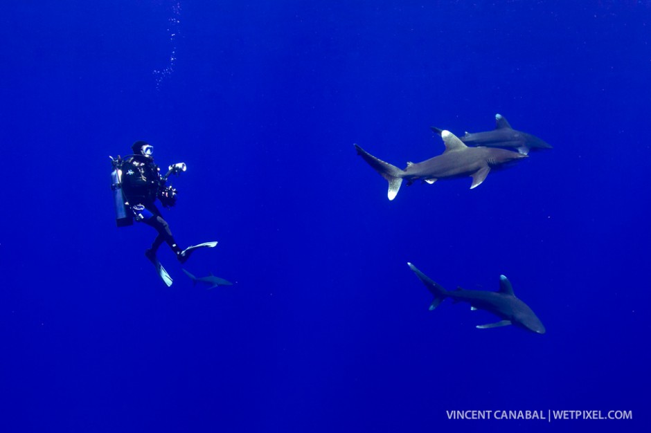 A diver surrounded by oceanic whitetip sharks during a drift dive