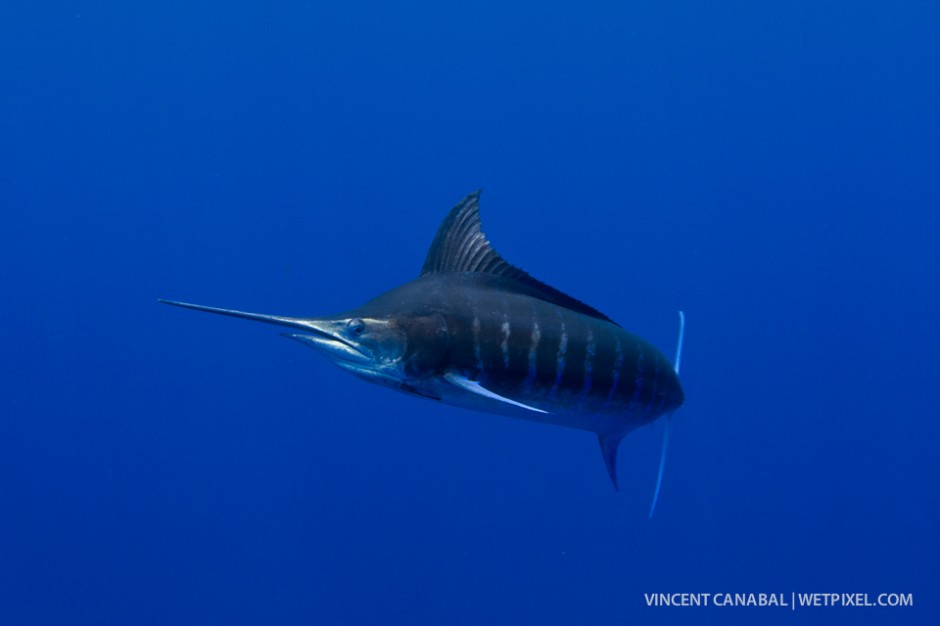 It's not uncommon for divers to see Blue Marlin during these open water drift dives.