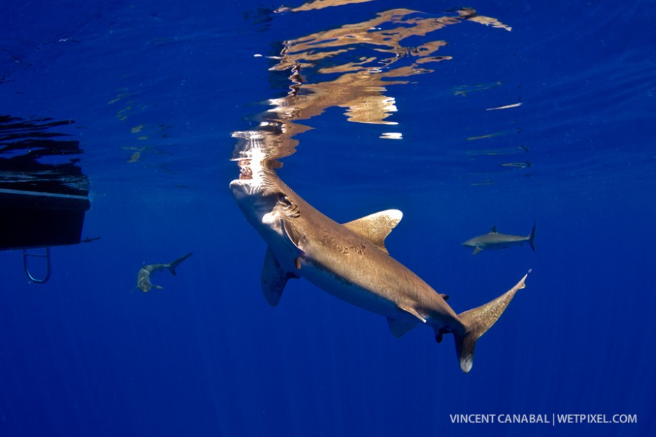 A large female oceanic goes for the bait at the surface while several silky sharks look on.
