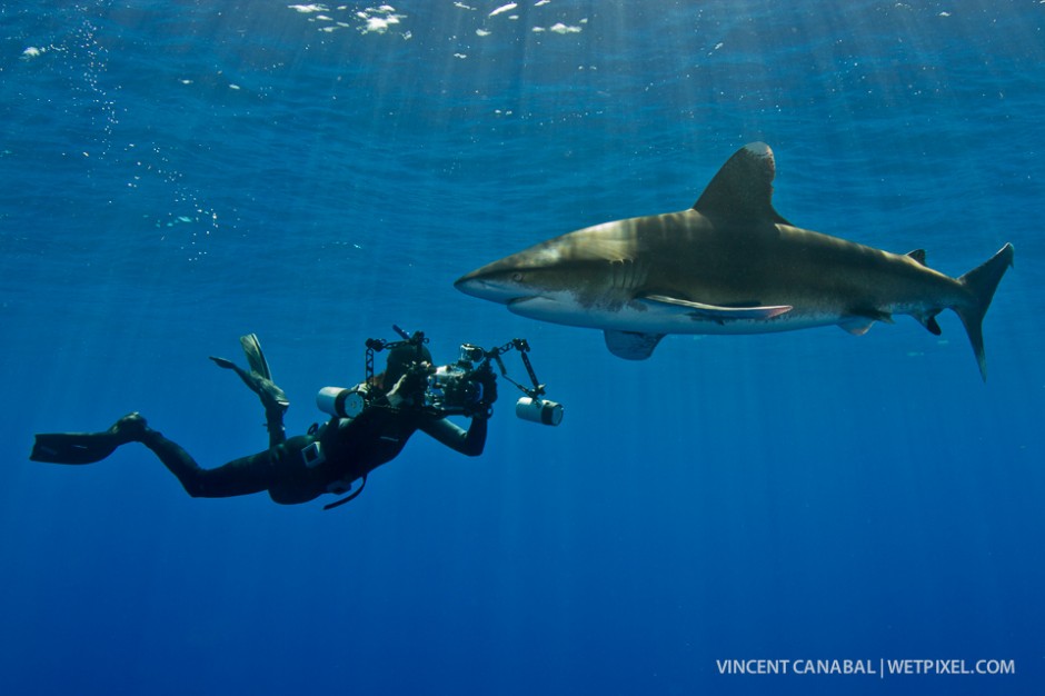 A underwater photographer enjoys a close encounter with the oceanics