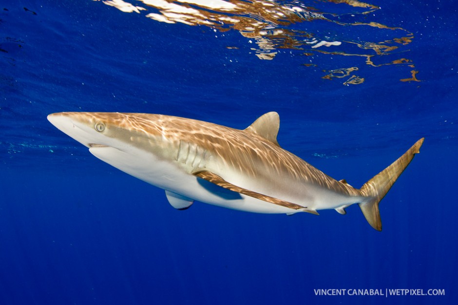 Cat Island is also a great place to swim with silky sharks.