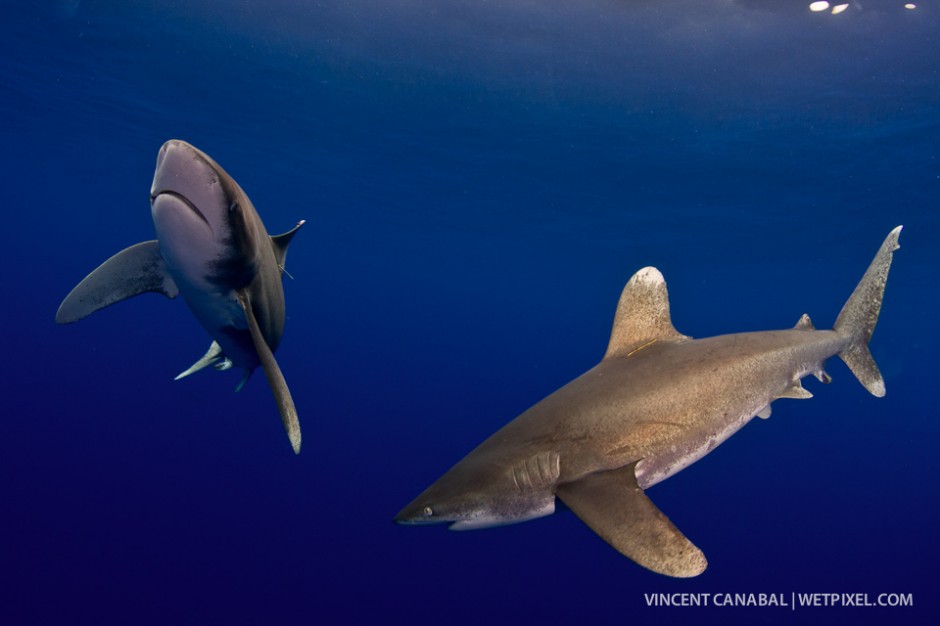 Two oceanic whitetips nearly collide right in front of the photographer's lens