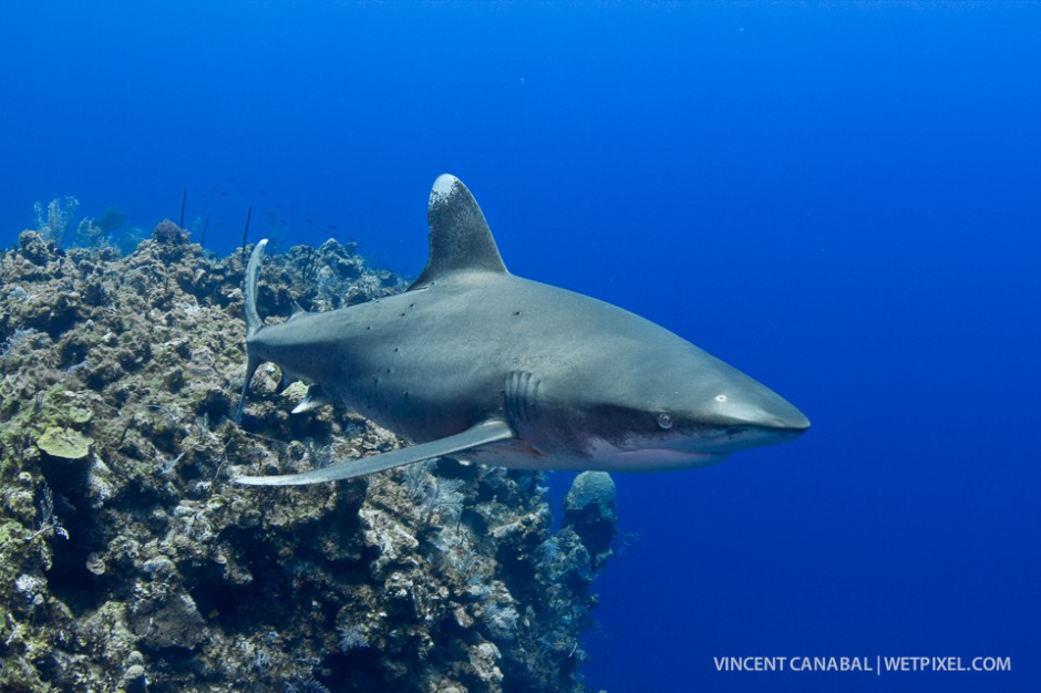An oceanic whitetip swims above some of the beautiful reefs on Cat Island.