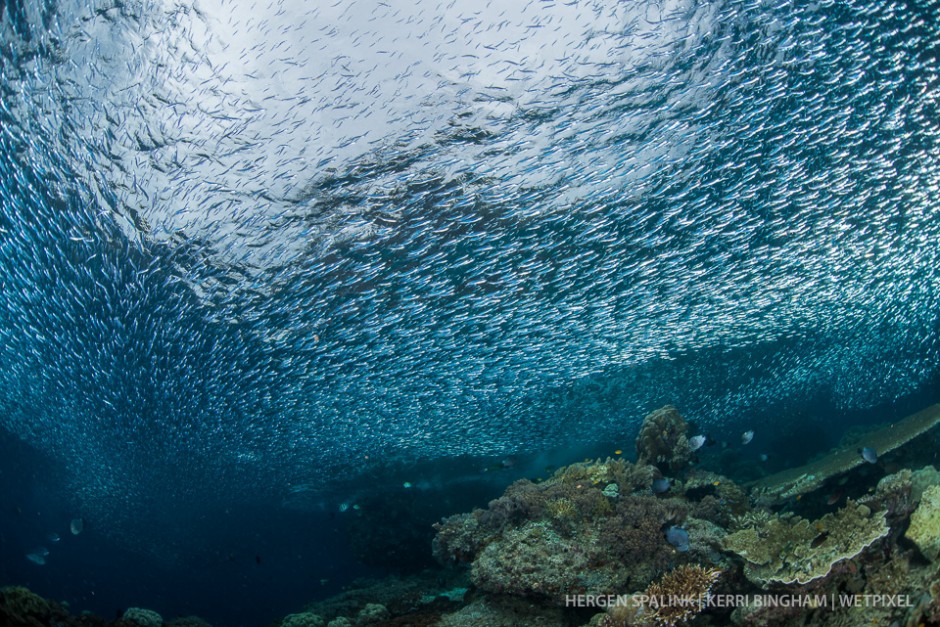 A large flattened out shoal of silversides (*Atheriniformes sp.*) passes over the reef as they move from one side of the island to the other, parting for coral heads as clouds would part for mountain tops. Raja Ampat, Indonesia.