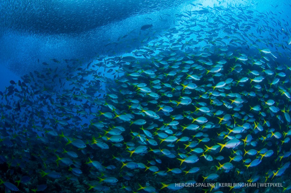 Schools of fusiliers (*Caesionidae sp.*) and silversides (*Atheriniformes sp.*)  segregate themselves as they pass over the reef top. Raja Ampat, Indonesia.