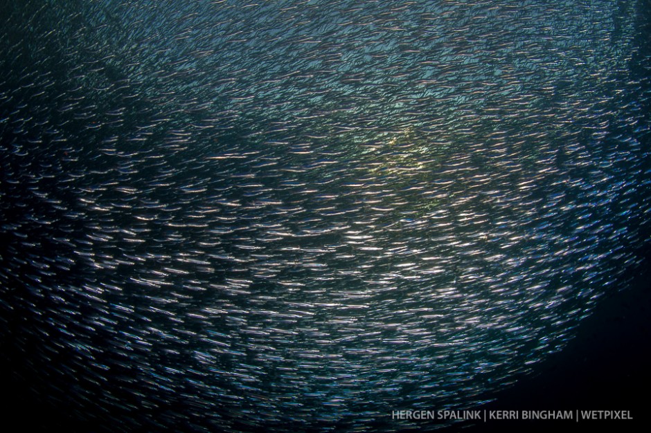 A ball formation of silversides (*Atheriniformes sp.*) against a Raja Ampat sunset. Raja Ampat, Indonesia.