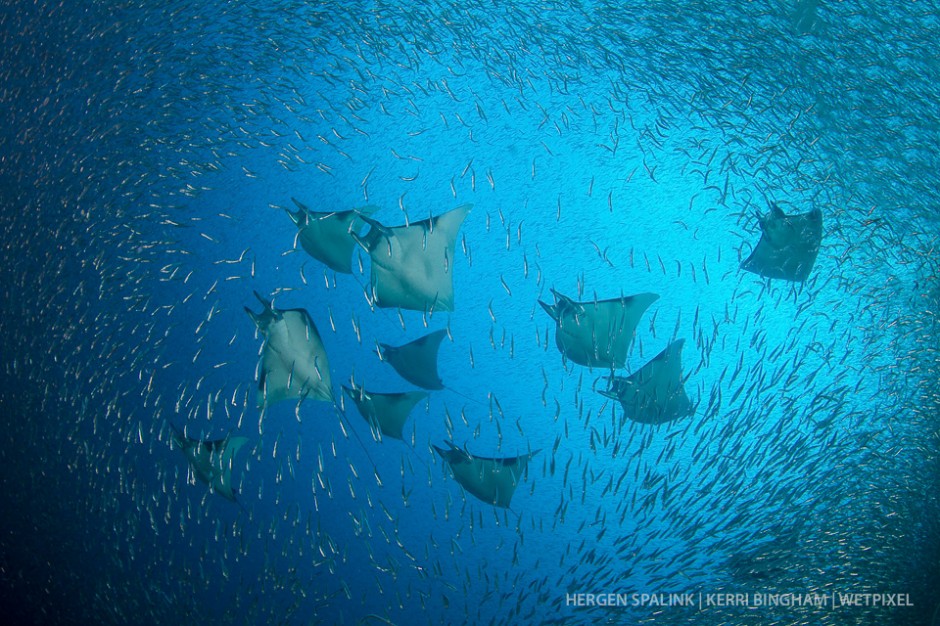Mobula rays (*Mobula sp.*)  send schooling silversides (*Atheriniformes sp.*) scattering as they pass through in formation. Raja Ampat, Indonesia.