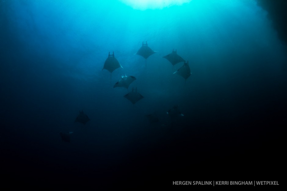 A group of Mobulas (*Mobula sp.*) heads for the surface in a channel between two isalnds in southern Raja Ampat.  Raja Ampat, Indonesia.