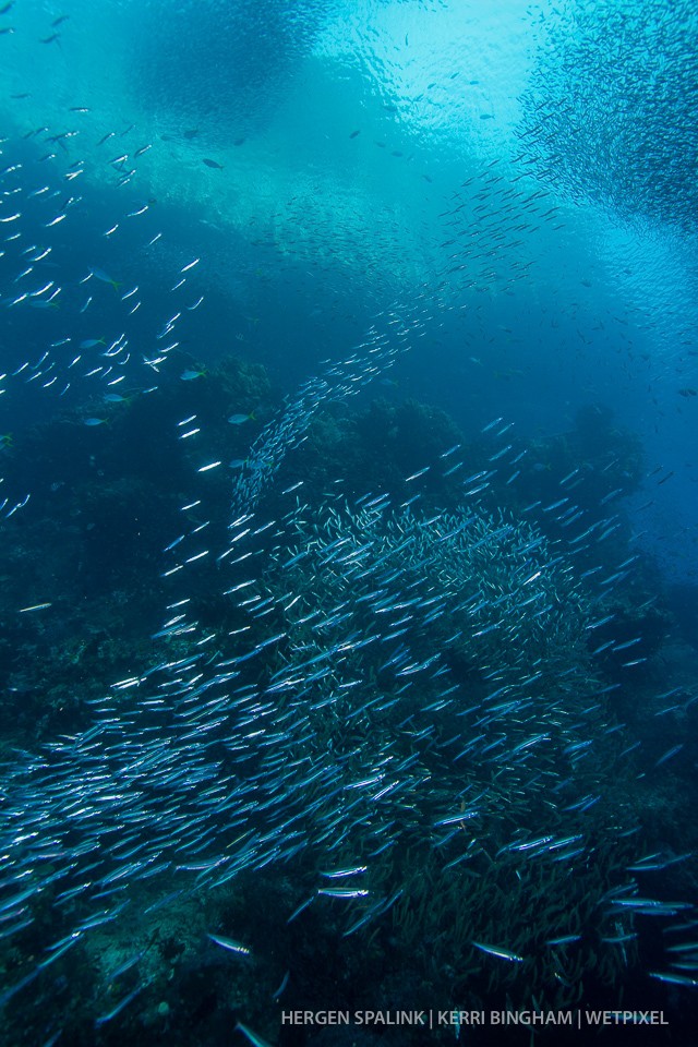 Like clouds, the silversides (*Atheriniformes sp.*)  group themselves into interesting and unique shapes, moving from one school to another. Raja Ampat, Indonesia.
