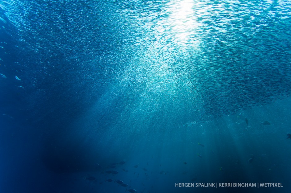Sun rays pass through a cylinder of silversides (*Atheriniformes sp.*)  as the shoal moves around one of Misool's karst islands.  Raja Ampat, Indonesia.