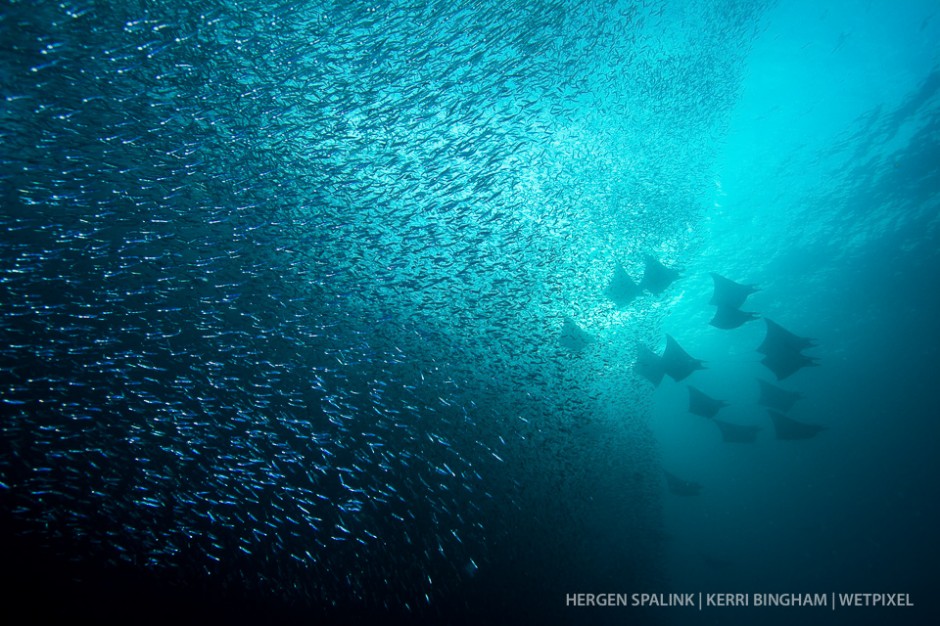 Mobula rays (*Mobula sp.*) emerge from a shoal of silversides (*Atheriniformes sp.*) as they pass through the narrow channel of the Three Sisters dive site in southern Raja Ampat. Raja Ampat, Indonesia.