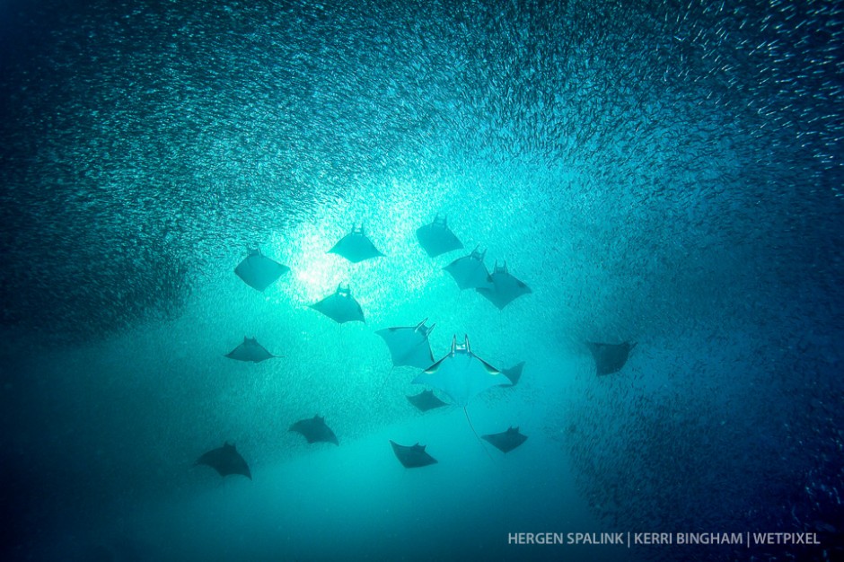 Mobulas (*Mobula kuhlii*) and silversides (*Atheriniformes sp.*)  gather in large numbers every year in Raja Ampat with the schools becoming progressively smaller from week to week. Raja Ampat, Indonesia.