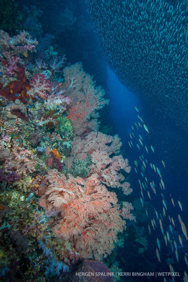 A shallow coral reef is innundated by moving shoals of silversides (*Atheriniformes sp.*) that are dense enough to often block out the sun. Raja Ampat, Indonesia.