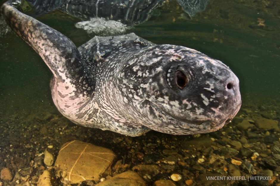 Leatherback turtle (*Dermochelys coriacea*).