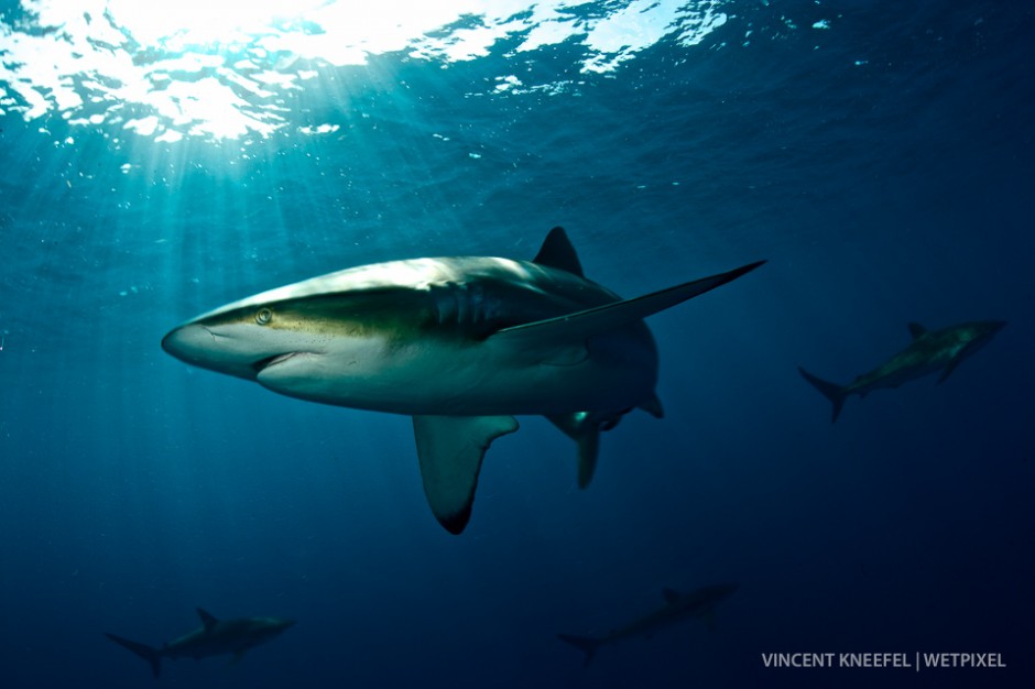 Oceanic sivertip shark (*Carcharhinus albimarginatus*), Cuba.