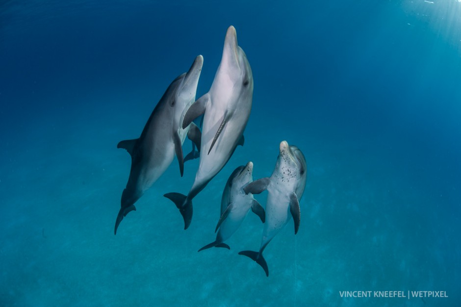 Spotted dolphins (*Stenella attenuata*).