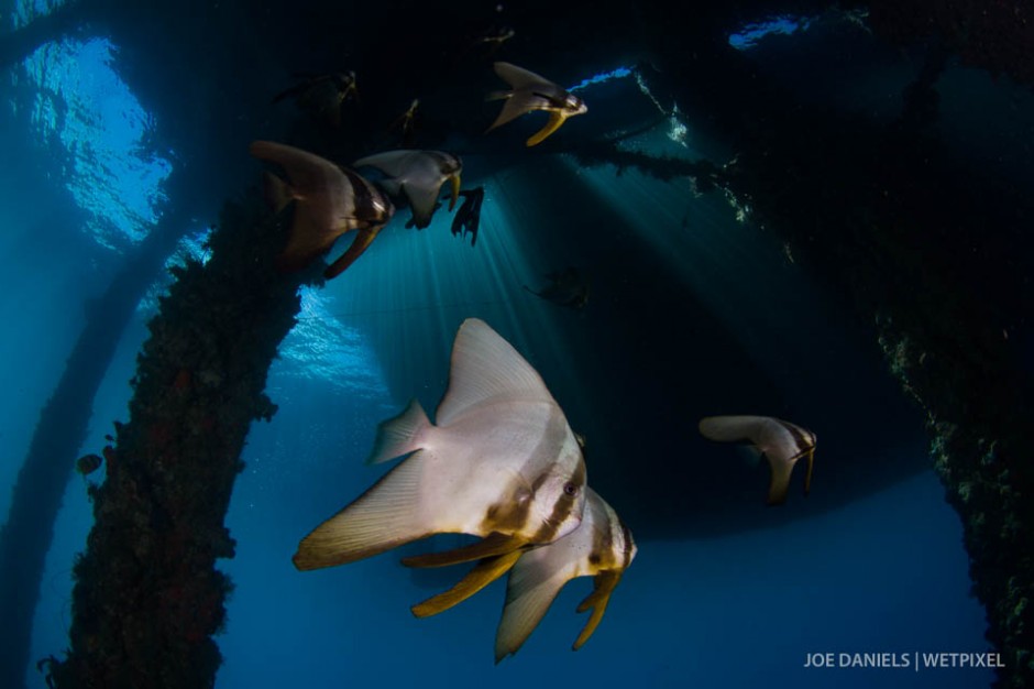 Batfish (*Platax pinnatus*) underneath a jetty.