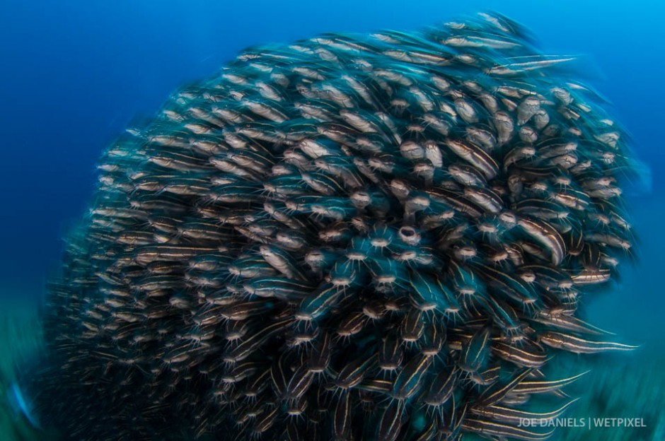 A seething mass of a  school of striped catfish (*Plotosus lineatus*).