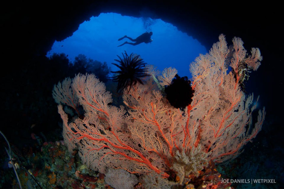 A huge cavern gives refuge for large sea fans and corals from the strong currents that sweep the south coast.