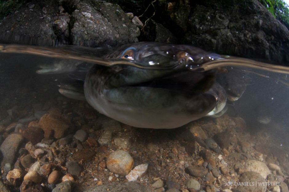 A fresh water eel nosing my dome port in the rivers of Larike village.