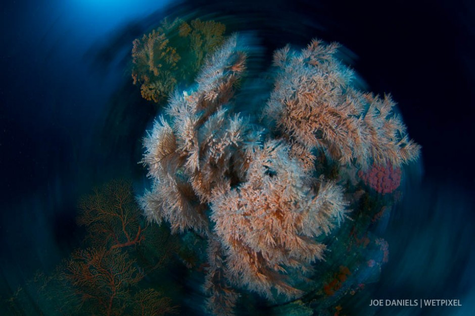 Soft corals flourish inside the caves and caverns of the south coast.