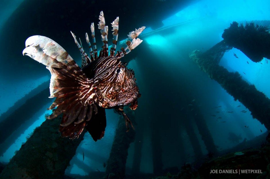 A lion fish (*Pterois volitans*) makes its home underneath a fishing jetty.