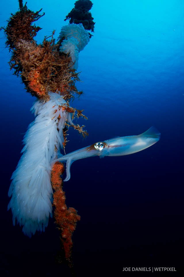 A squid (*Sepioteuthis lessoniana*) laying its eggs on a mooring line.