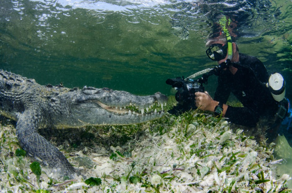 Photographer Ken Keifer captures images of the American crocodile up close and personal.