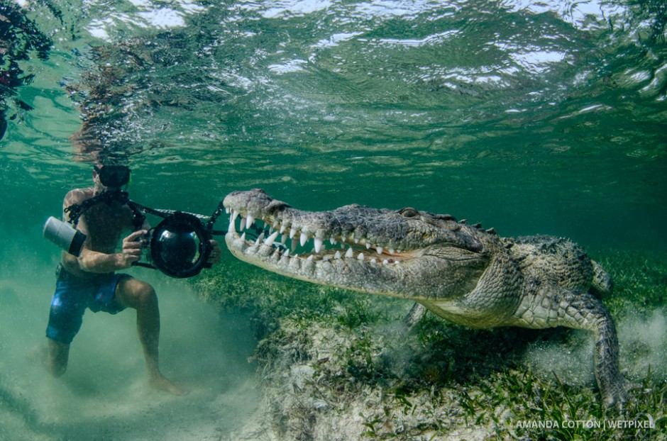 Photographer Ken Keifer captures images of the American Crocodile up close and personal.