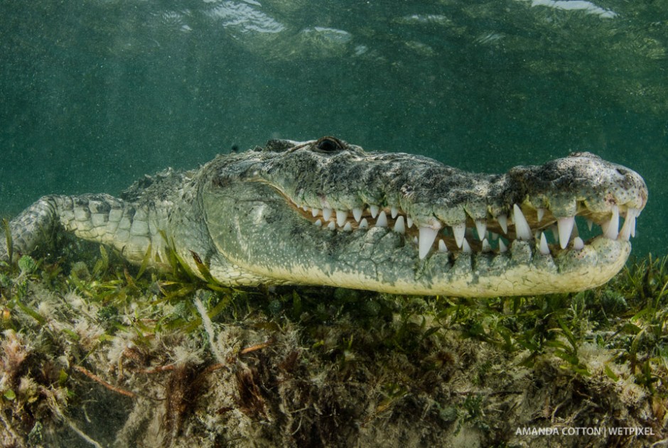 American crocodile in the Chinchorro, Mexico.