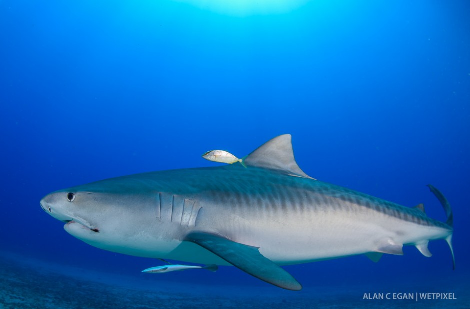 We have enjoyed eleven tiger sharks (*Galeocerdo cuvier*) in Jupiter over the last year and the winter months being better as they leave in the summer for destinations unknown, some have tags from Bimini, Bahamas.
