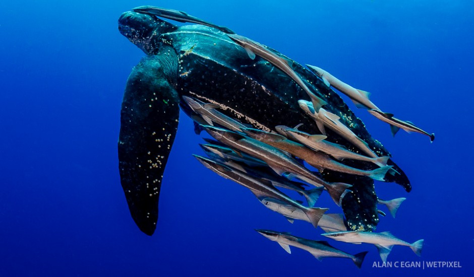 Ever swim alongside a living dinosaur ? I have seen as many as four leatherback turtles (*Dermochelys coriacea*) in a year in Jupiter and photographed each of them.