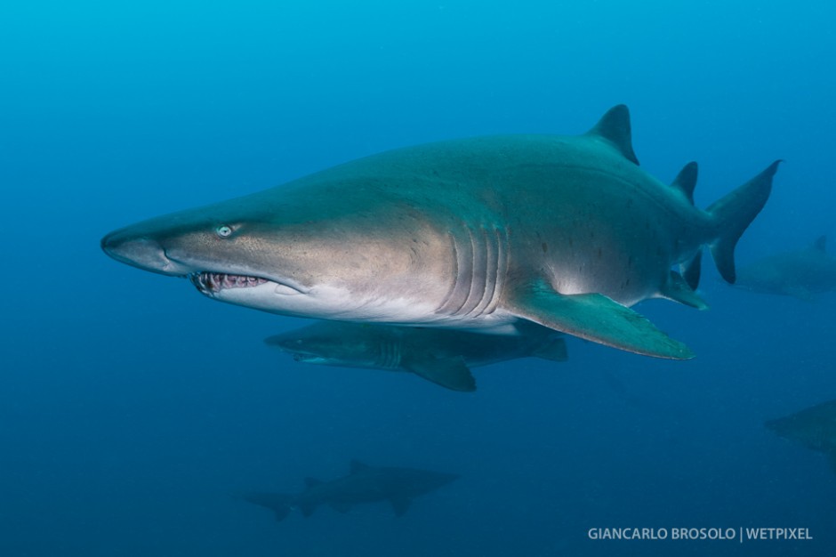 Bulky, torpedo shaped body. The grey nurse shark (*Carcharias taurus*)  is impressive, especially when he smiles.