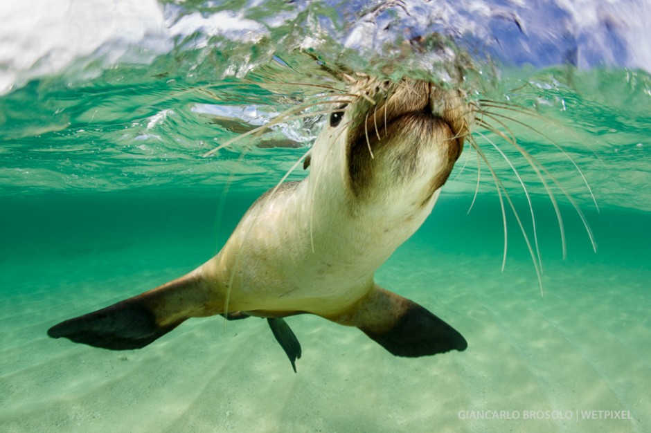 Western Australia: A playful Australian sea lion (*Neophoca cinerea*).