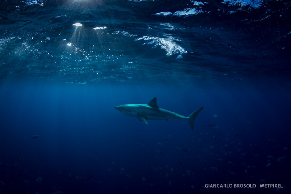 Great white shark (*Carcharodon carcharias*) in the morning sun of the Neptune Islands.