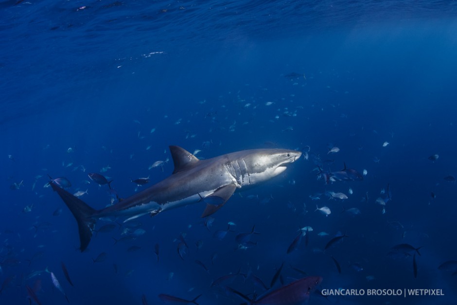 Rodney Fox expedition runs eco-friendly great white sharks cage diving in the Neptune Islands, from Port Lincoln.