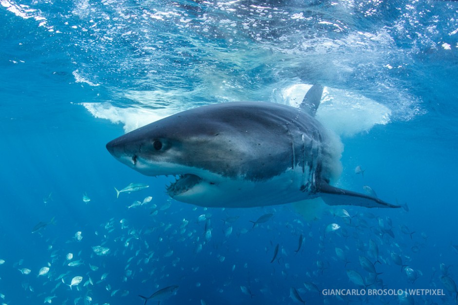 The larger sharks can reach up to 5 meters.