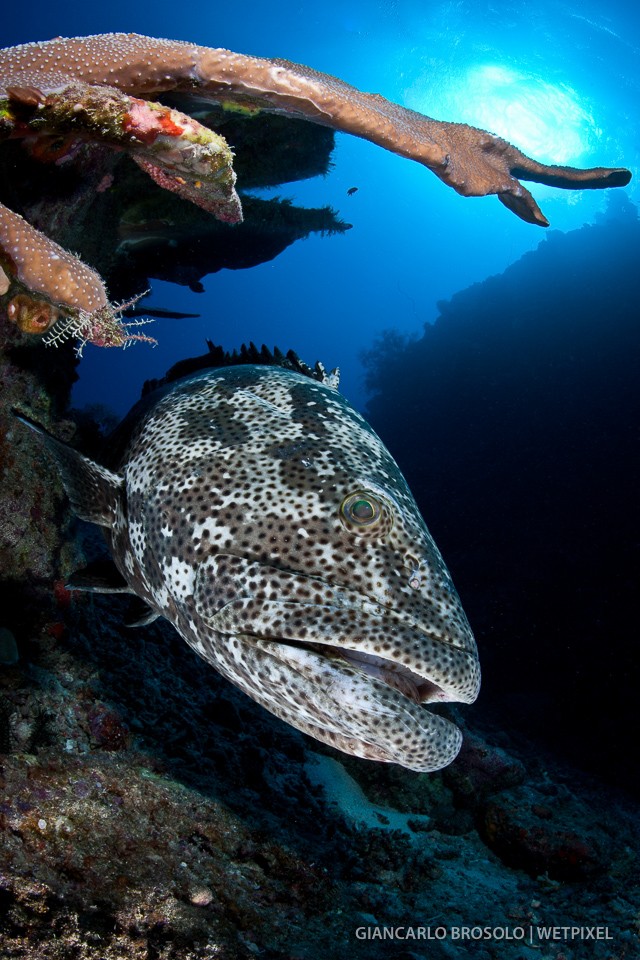 Great barrier reef - Giant potato grouper (*Epinephelus tukula*).