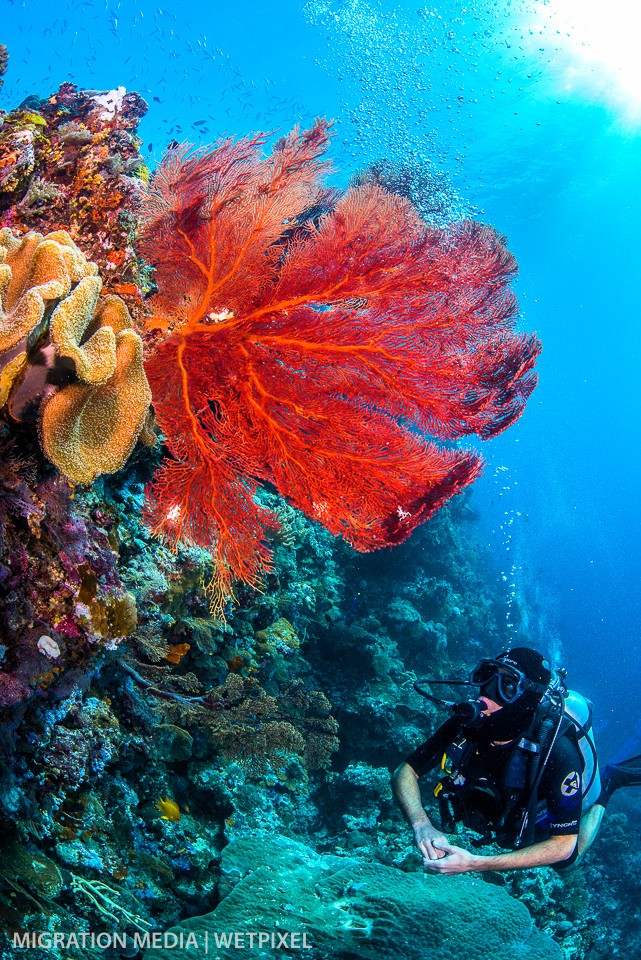 Diver examiming beautiful red sea fan (*Gorgonia ventalina*).