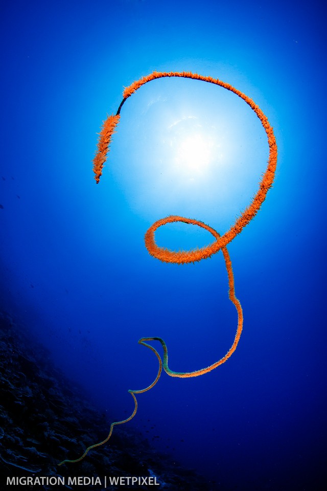 Giant sea whip coral (*Cirrhipathes sp.*)