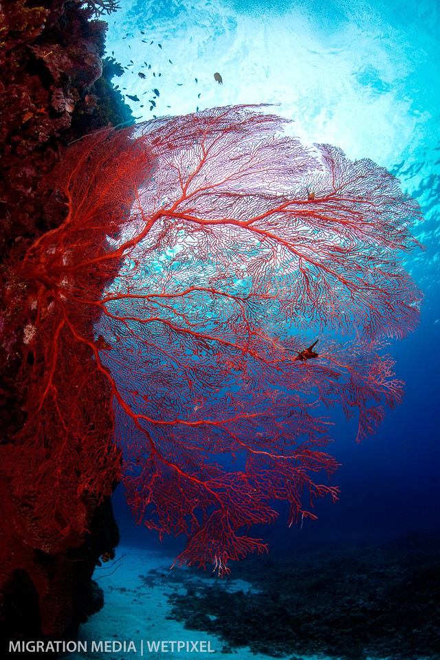 Huge red gorgonian sea fan (*Gorgonia ventalina*).